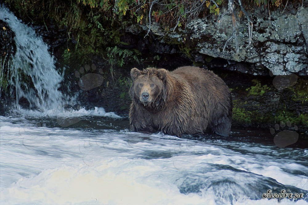 Majestätischer Braunbär beobachtet den Wasserfall