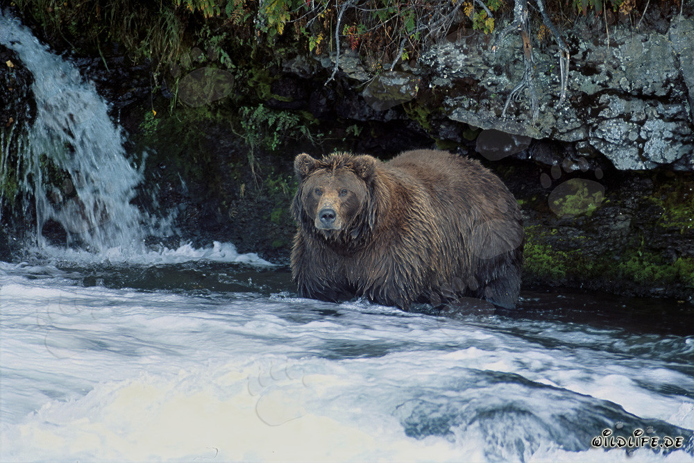 Majestic brown bear observing the waterfall