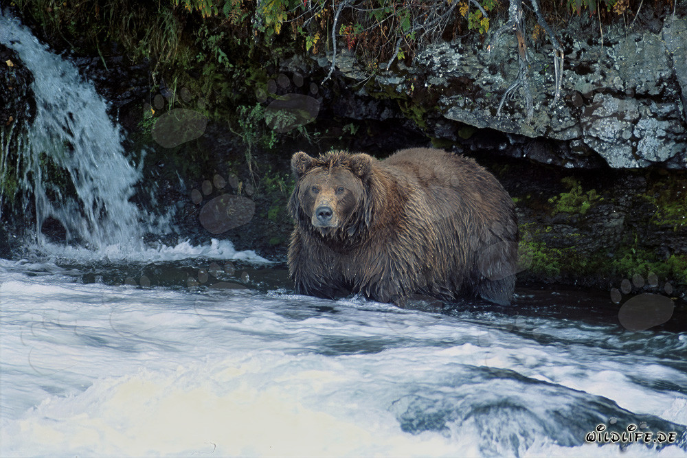 Maestoso orso bruno osserva la cascata