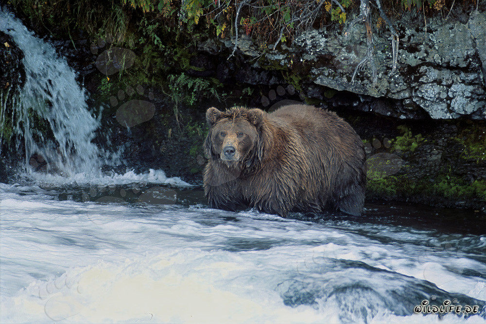 Oso pardo majestuoso observando la cascada