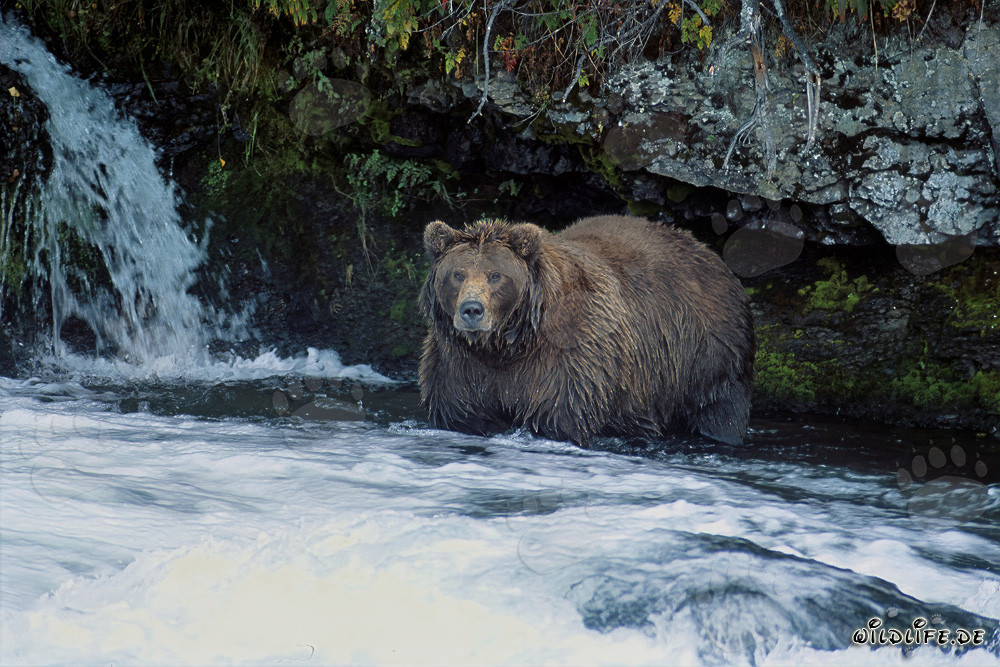 Ours brun majestueux observant la cascade