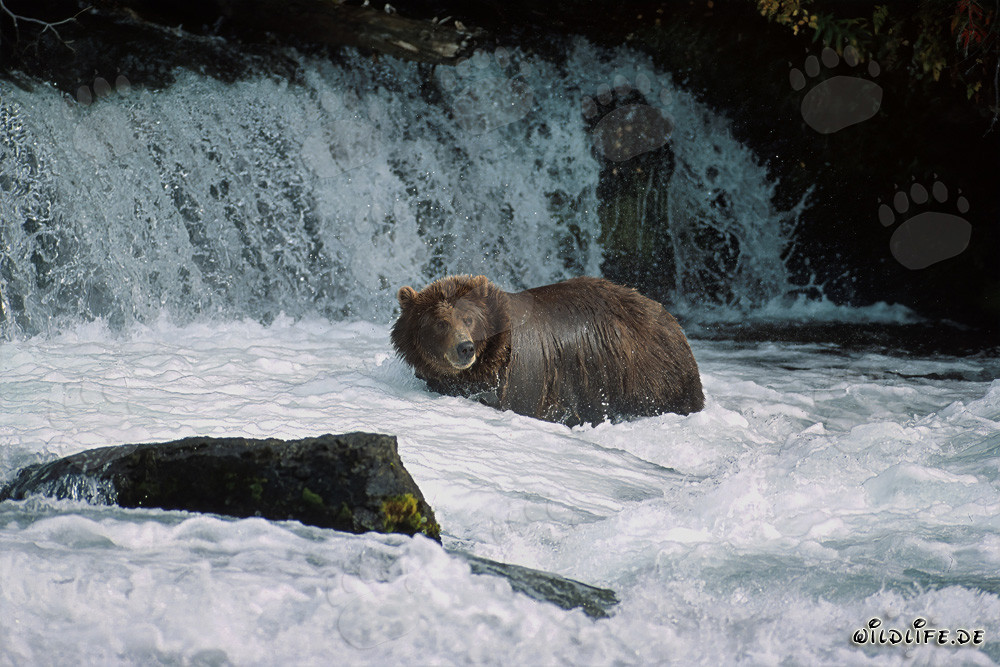 Braunbär fängt Lachs in reißender Strömung