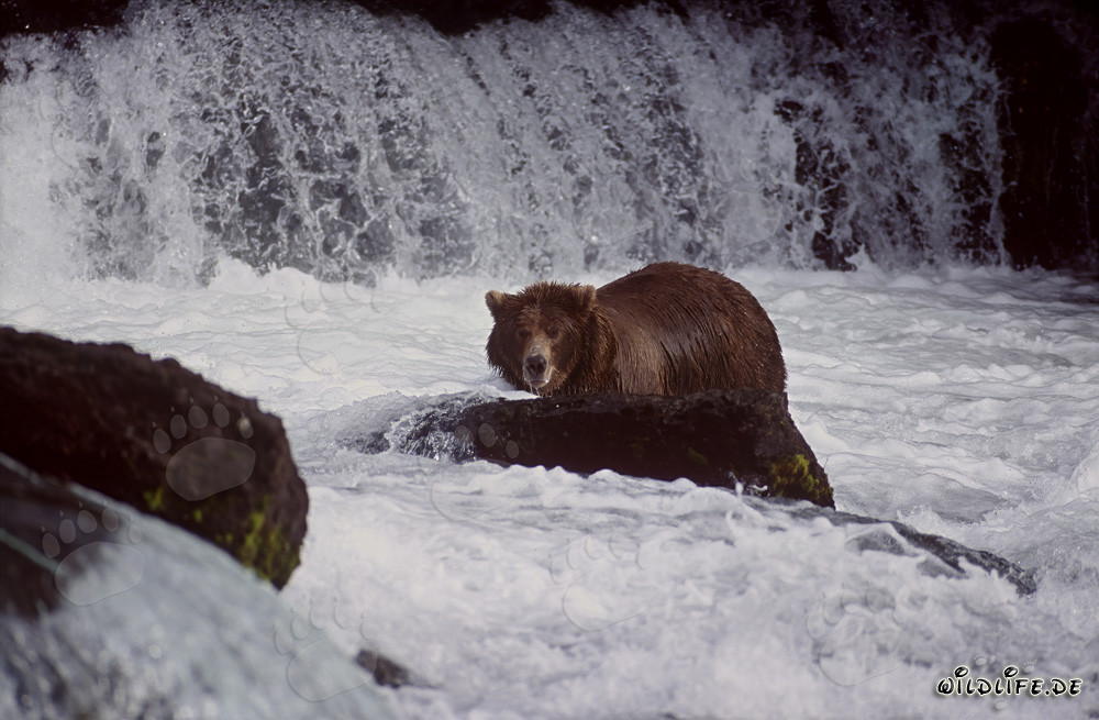 Großer Braunbär auf Lachssuche im Brooks River Wasserfall