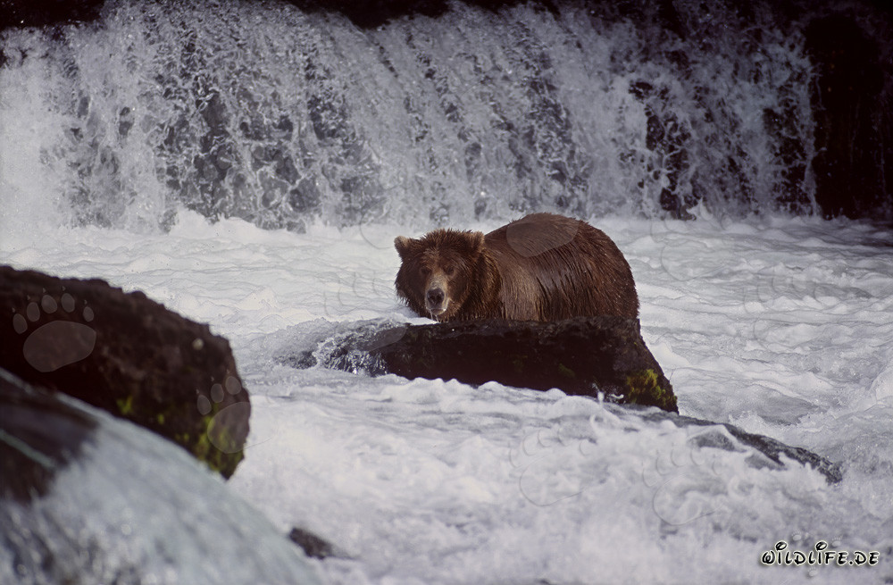 Grande orso bruno alla ricerca di salmoni alla cascata del fiume Brooks