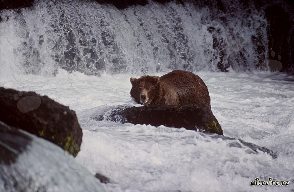 Grand ours brun à la recherche de saumon à la chute d'eau de la rivière Brooks