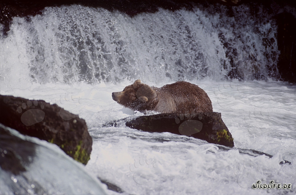 Braunbär schüttelt das Wasser ab