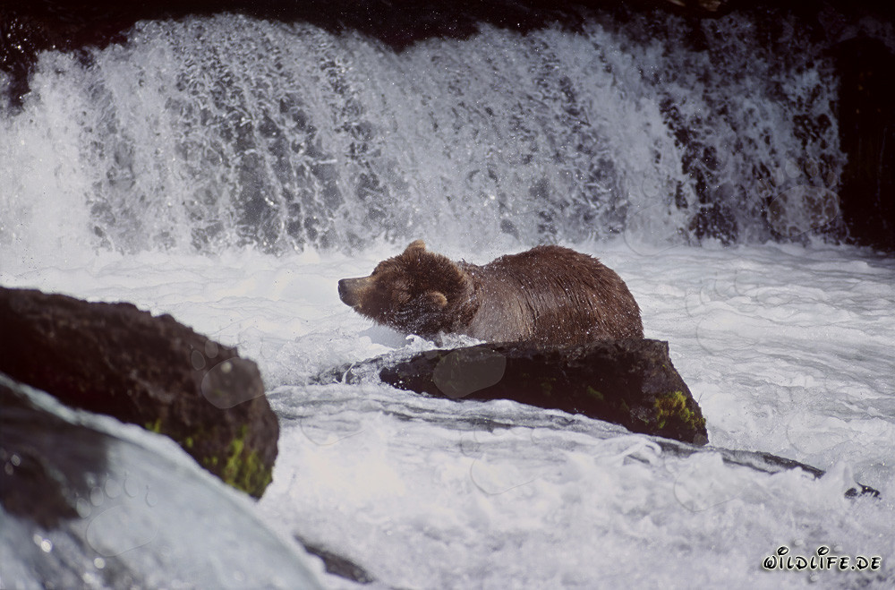 Oso pardo sacudiendo el agua