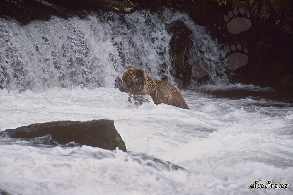 Imposanter Braunbär am Fuße eines majestätischen Wasserfalls