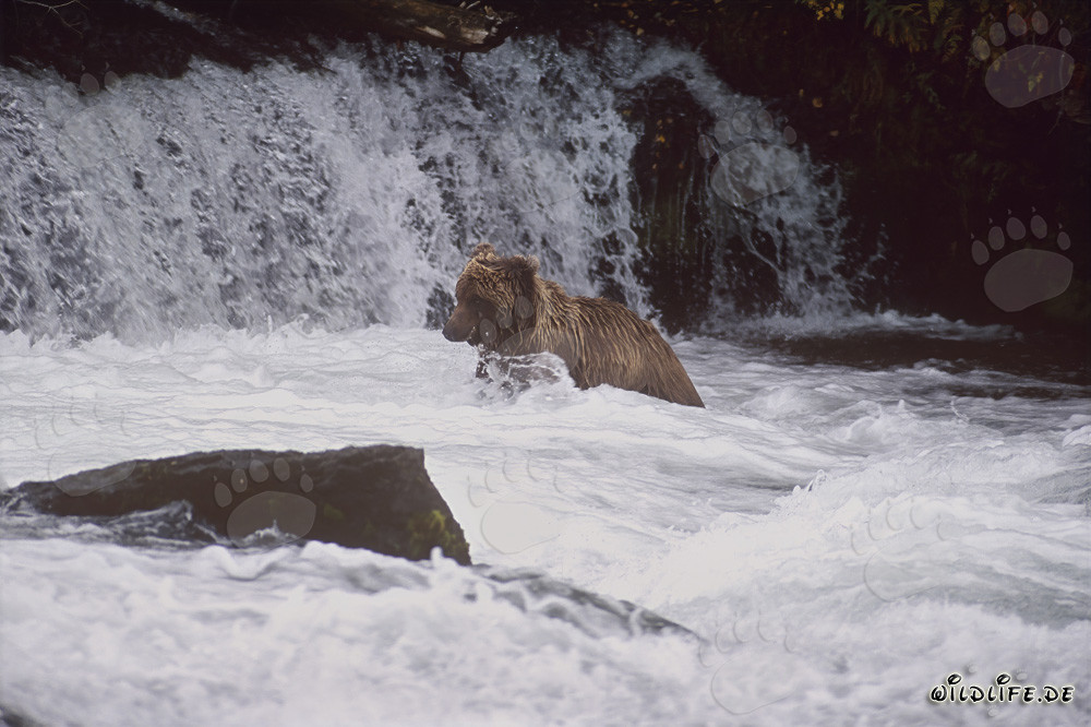 Majestic brown bear at the foot of a stunning waterfall