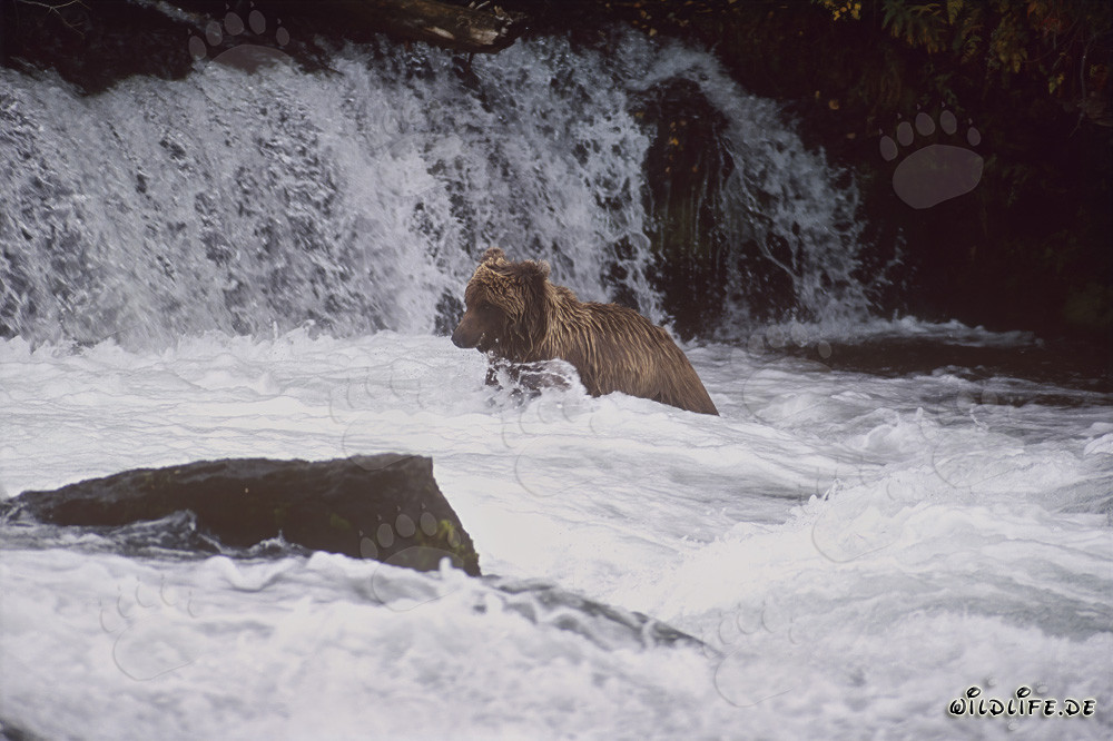 Impressionnant grizzli au pied d'une majestueuse cascade