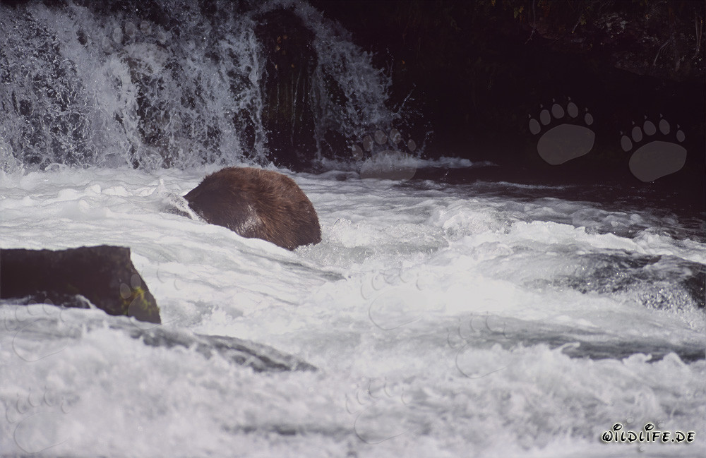 Braunbär beim Unterwasserfischen am Brooks River Wasserfall