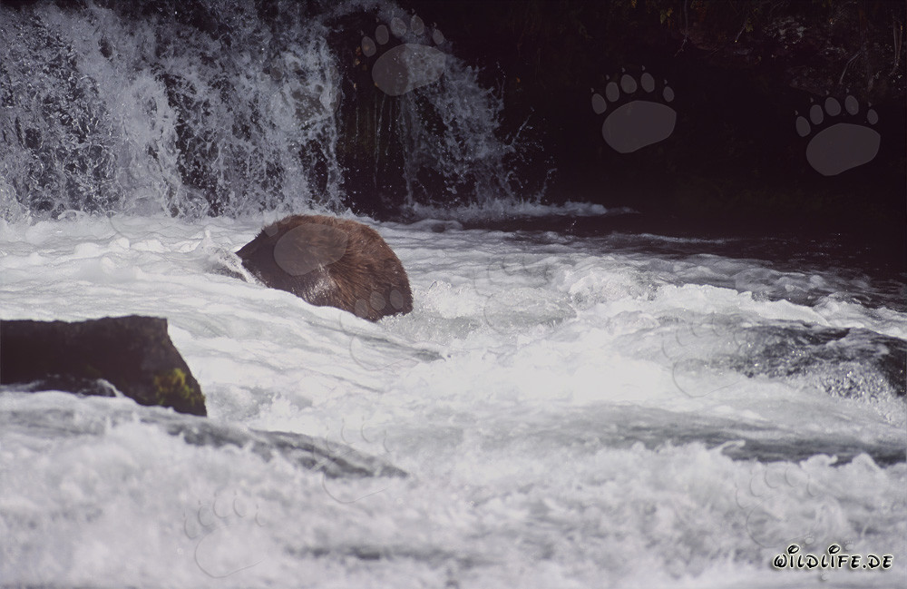 Brown bear fishing underwater at Brooks River waterfall