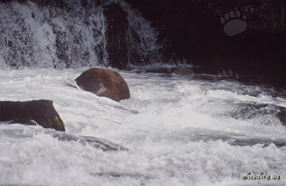 Orso bruno che pesca sott'acqua alla cascata del fiume Brooks
