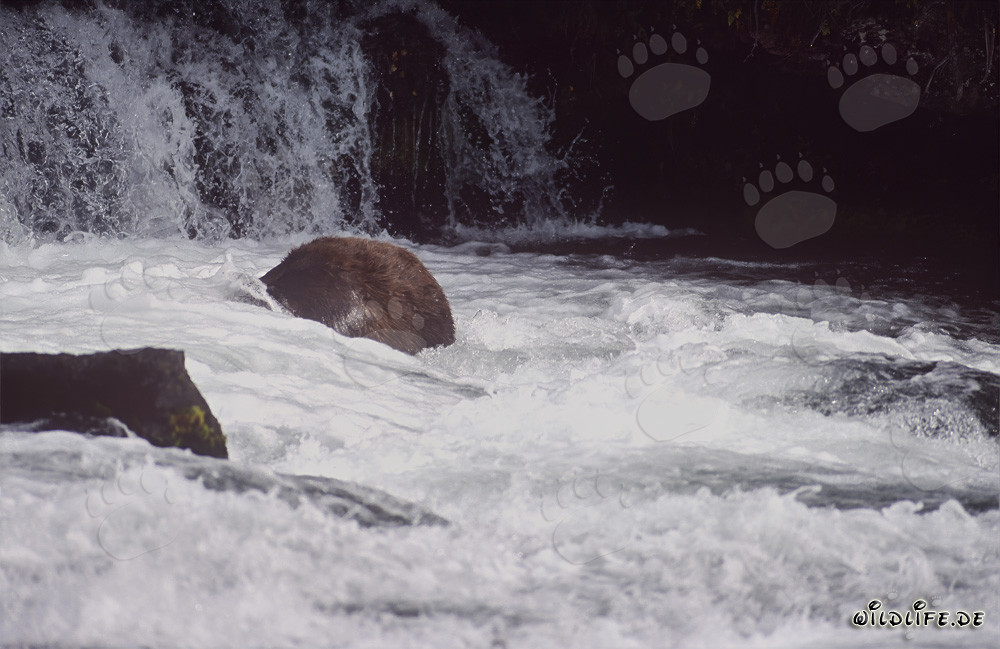Ours brun pêchant sous l'eau à la cascade de la rivière Brooks