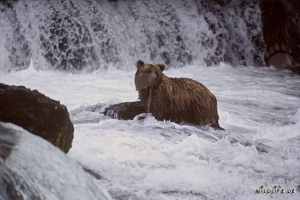 Braunbär am Brooks River Wasserfall in Alaska