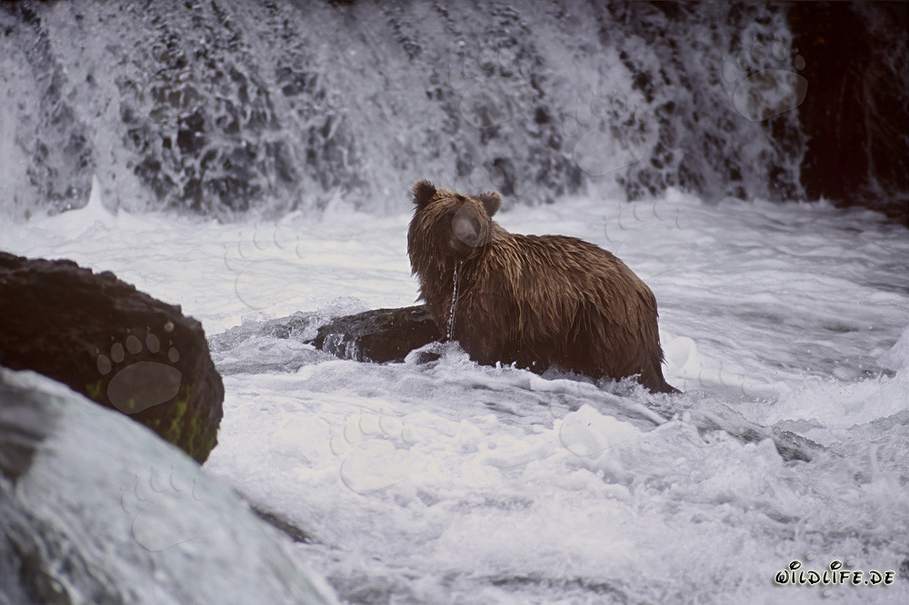 Orso bruno alla cascata del fiume Brooks in Alaska