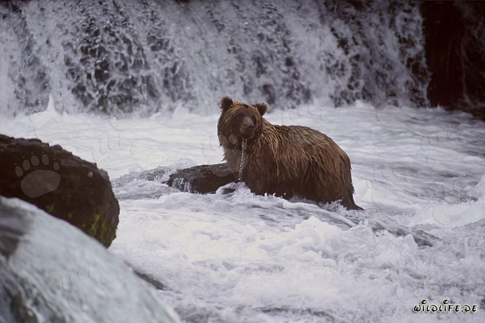 Oso pardo en la cascada del río Brooks en Alaska