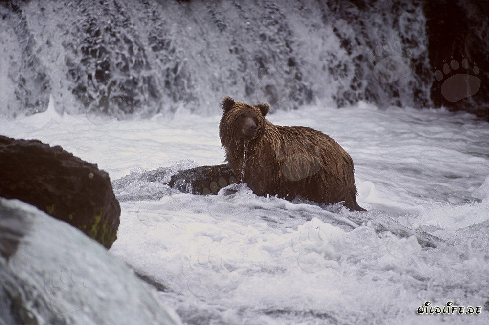 Ours brun au cascade de la rivière Brooks en Alaska