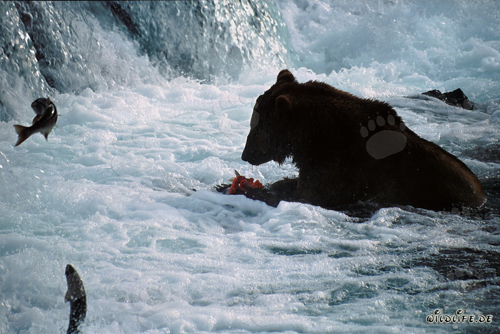 Brown bear catches salmon prey at the waterfall