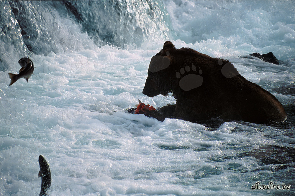 Oso pardo atrapa presa de salmón en la cascada