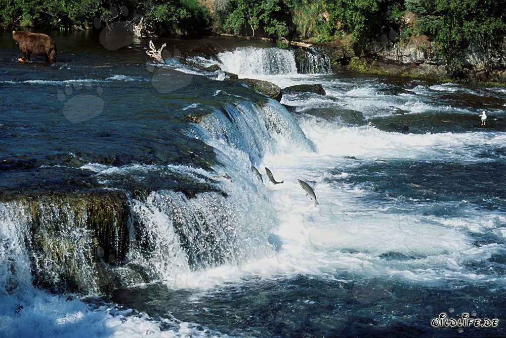 Faszinierende Lachse, die am majestätischen Wasserfall springen