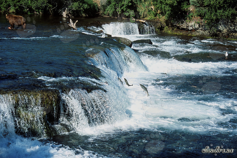 Fascinating Salmons Jumping at the Majestic Waterfall