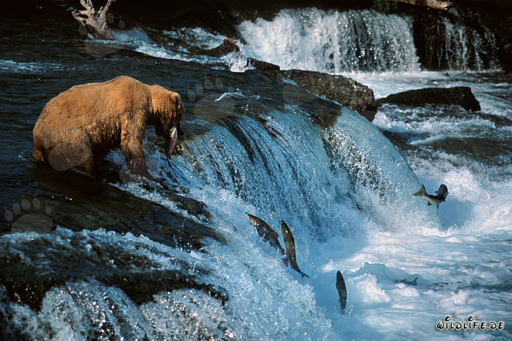 Erfolgreicher Braunbär fängt Lachs am idyllischen Wasserfall in Alaska