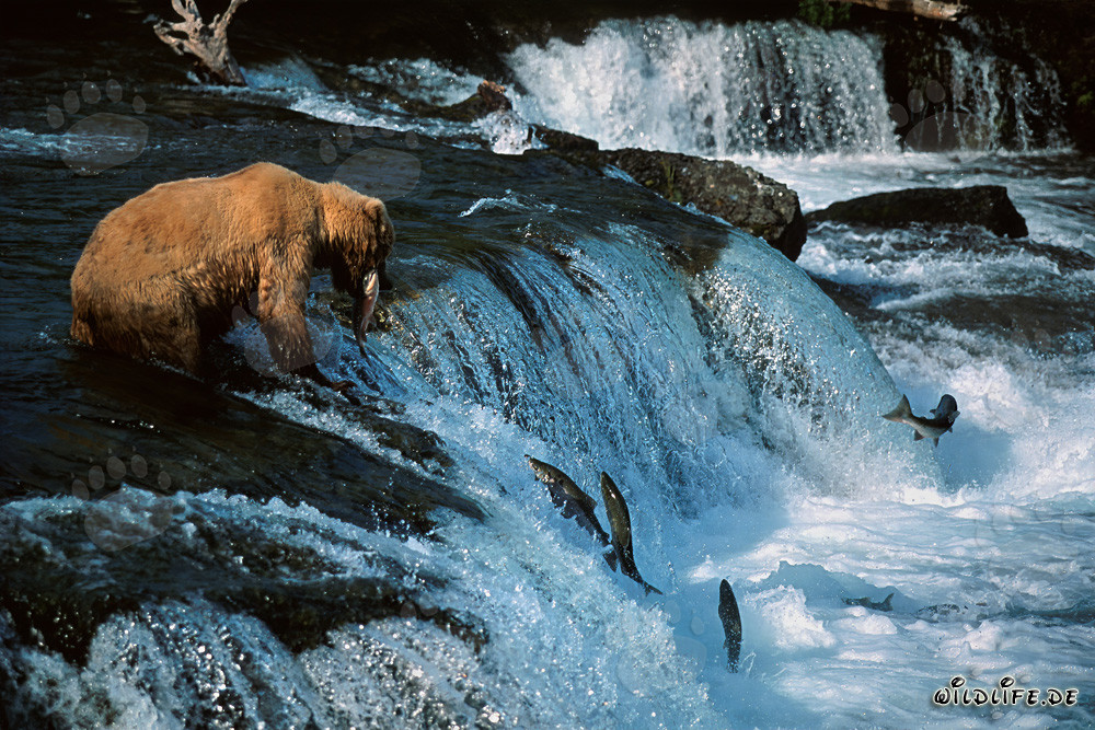 Successful brown bear catches salmon at the picturesque waterfall in Alaska