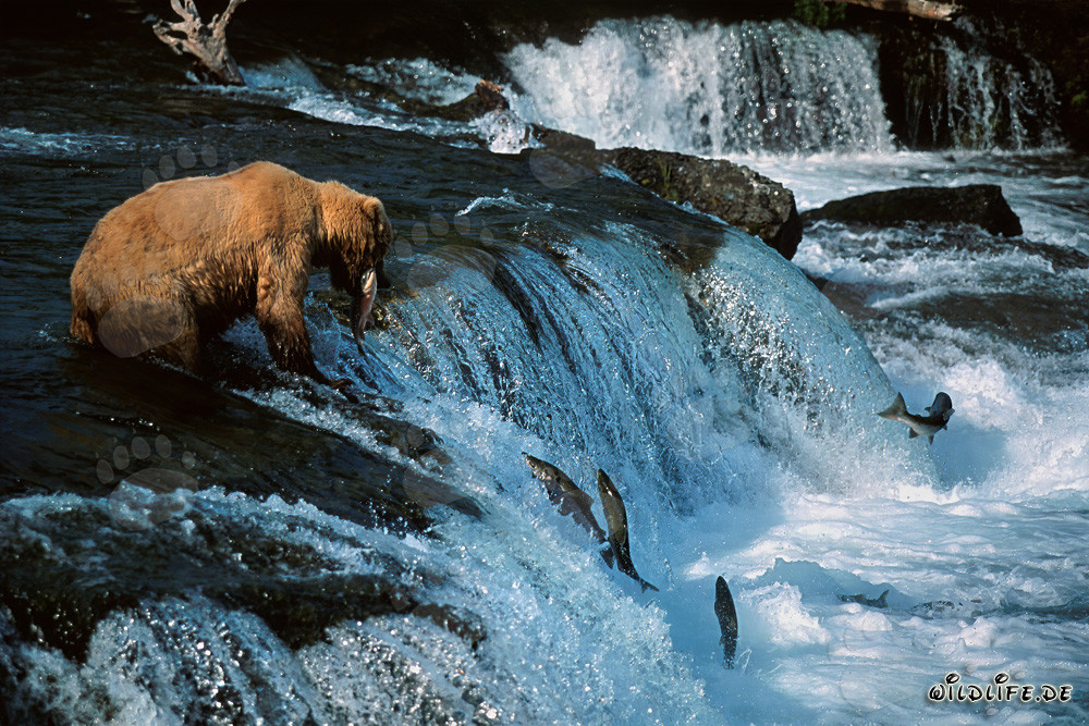 Orso bruno di successo cattura un salmone alla cascata idilliaca in Alaska