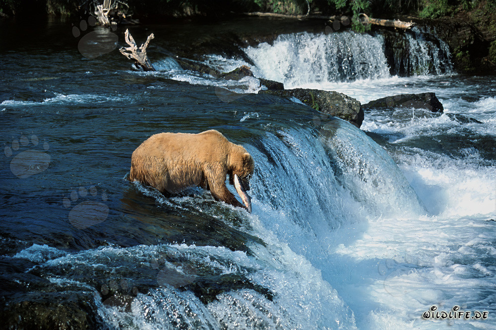 Majestätischer Braunbär fängt einen Lachs am imposanten Wasserfall