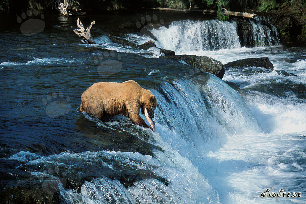 Maestoso orso bruno cattura un salmone presso l'imponente cascata