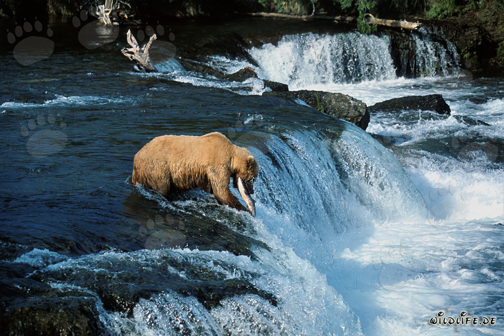 Ours brun majestueux attrape un saumon au majestueux cascade
