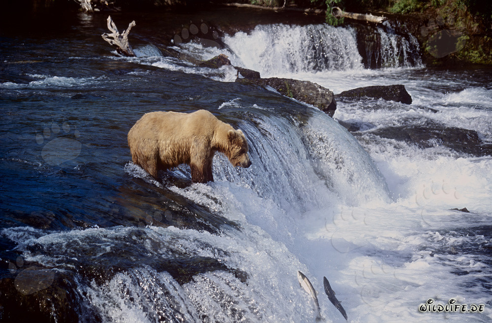 Geduldiger Braunbär wartet am Wasserfall