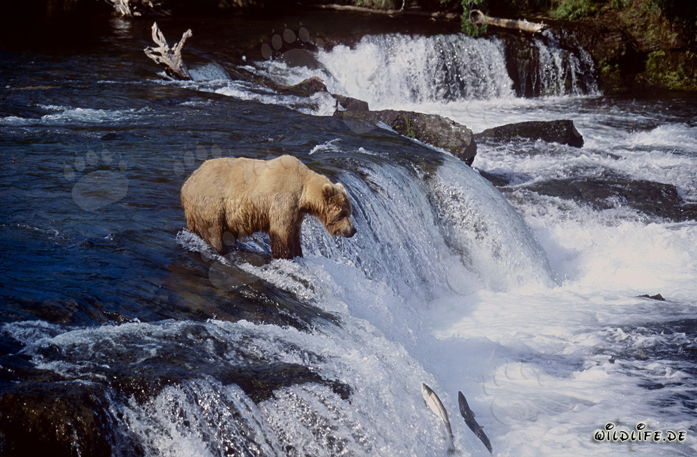 Oso pardo paciente espera en la cascada
