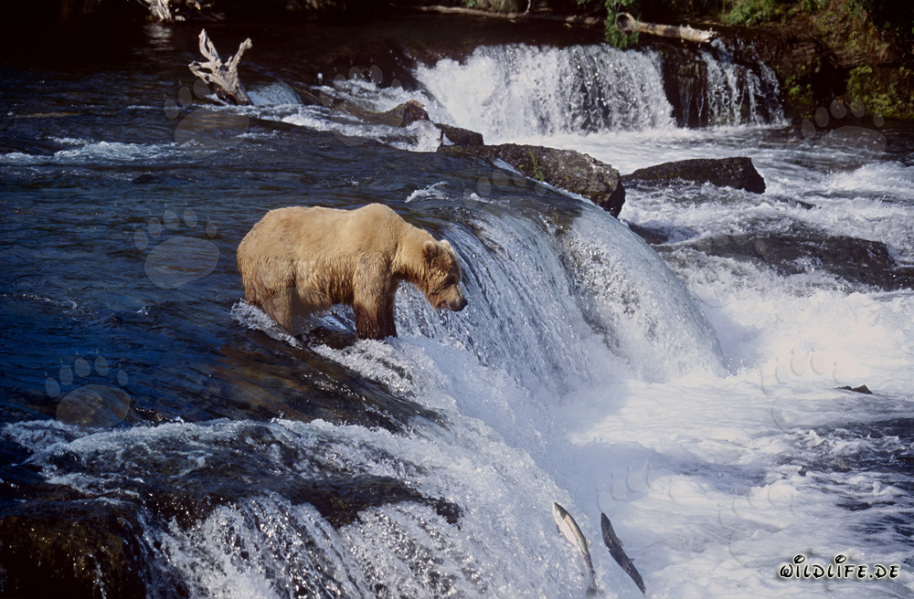 Ours brun patient attend au pied de la cascade