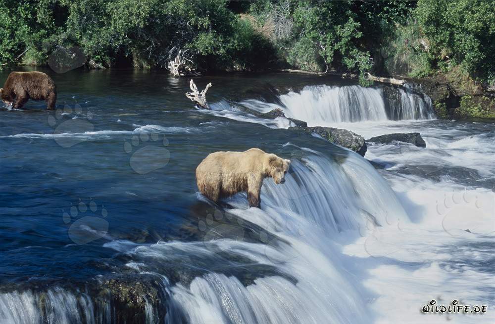 The majestic brown bear patiently waits for a jumping salmon