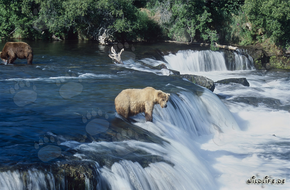 El majestuoso oso pardo espera pacientemente un salmón saltando