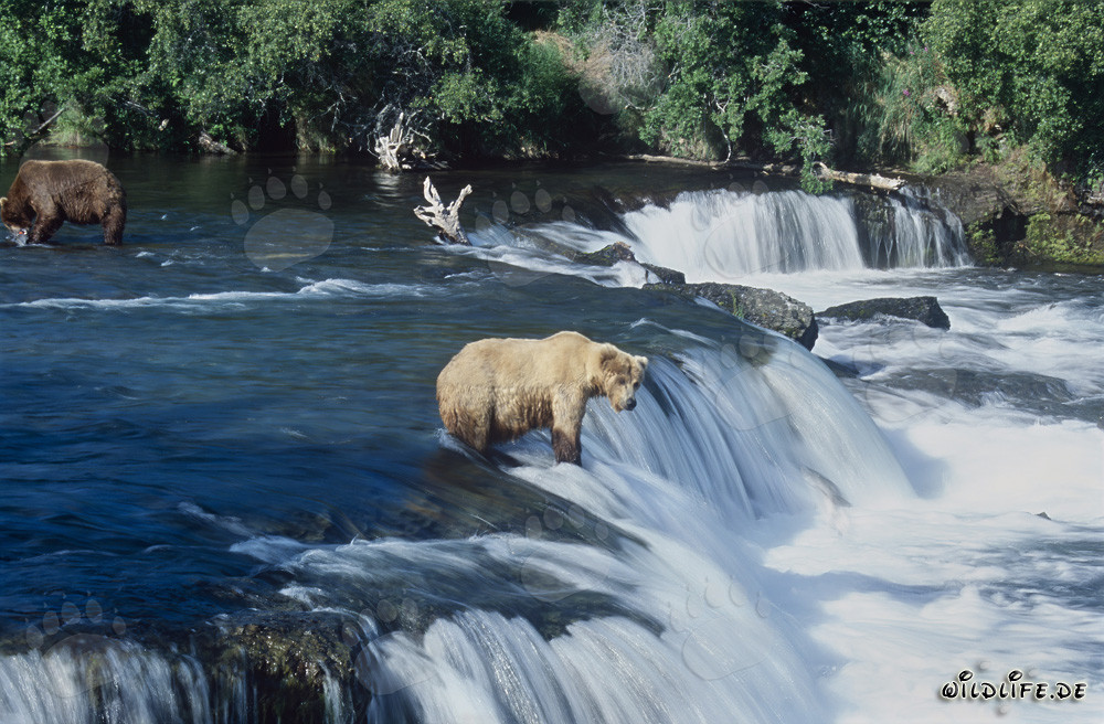 L'ours brun majestueux attend patiemment un saumon sautant