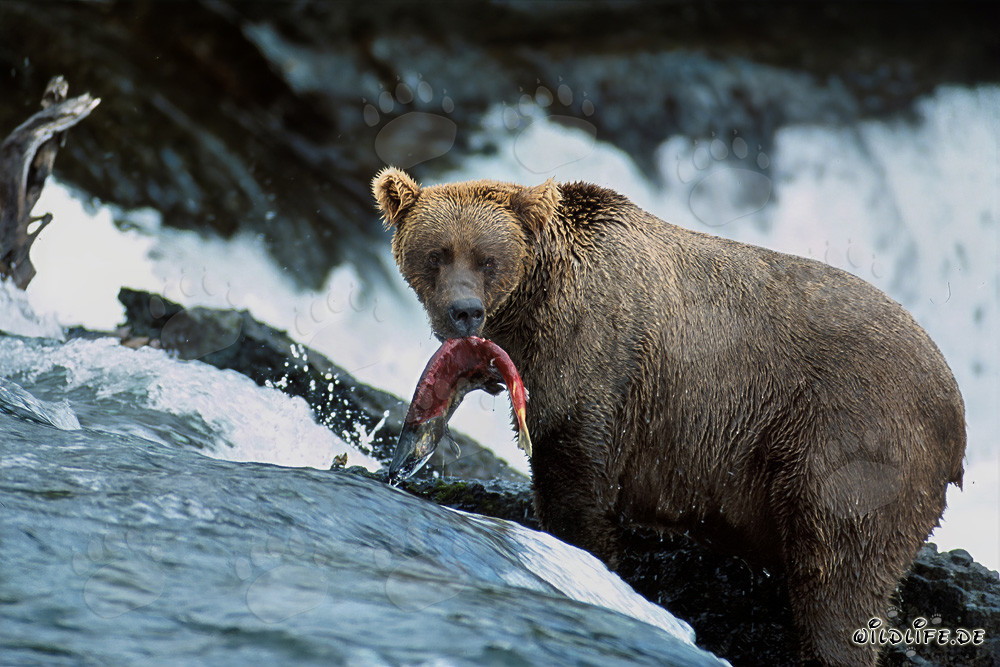 Braunbär fängt einen Lachs am Wasserfall