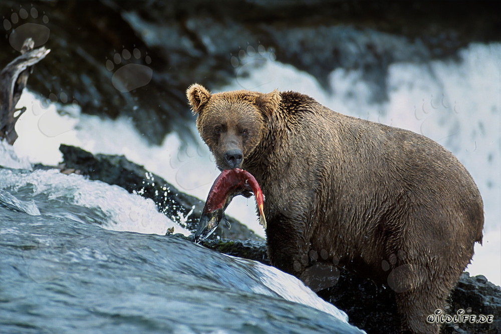 Orso bruno cattura un salmone alla cascata