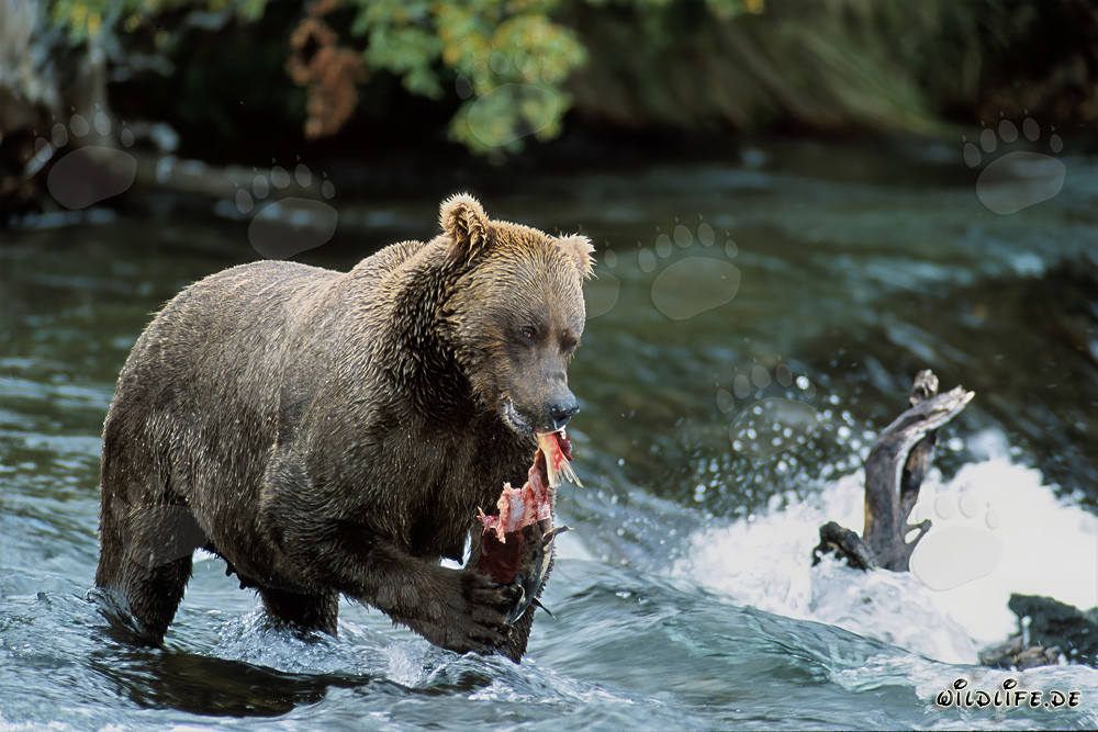 Imposanter Braunbär genießt frischen Lachs an einem Flussufer