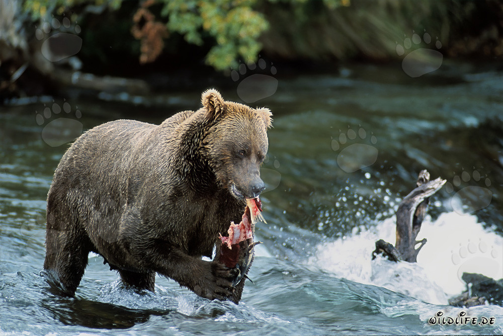Majestic brown bear enjoys fresh salmon at a riverbank