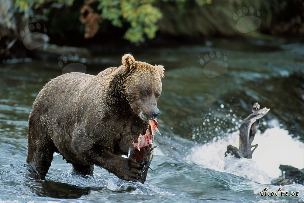 Impressionnant grizzly déguste du saumon frais au bord d'une rivière