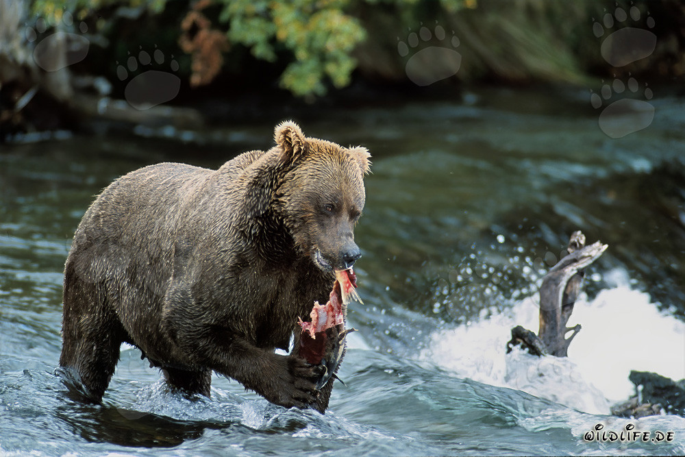 Imponente orso bruno gusta di salmone fresco sulla riva di un fiume