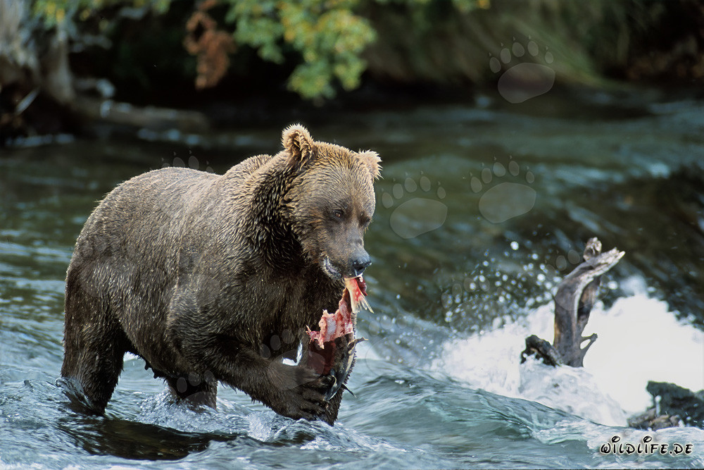 Impresionante oso pardo disfruta de salmón fresco en la orilla de un río