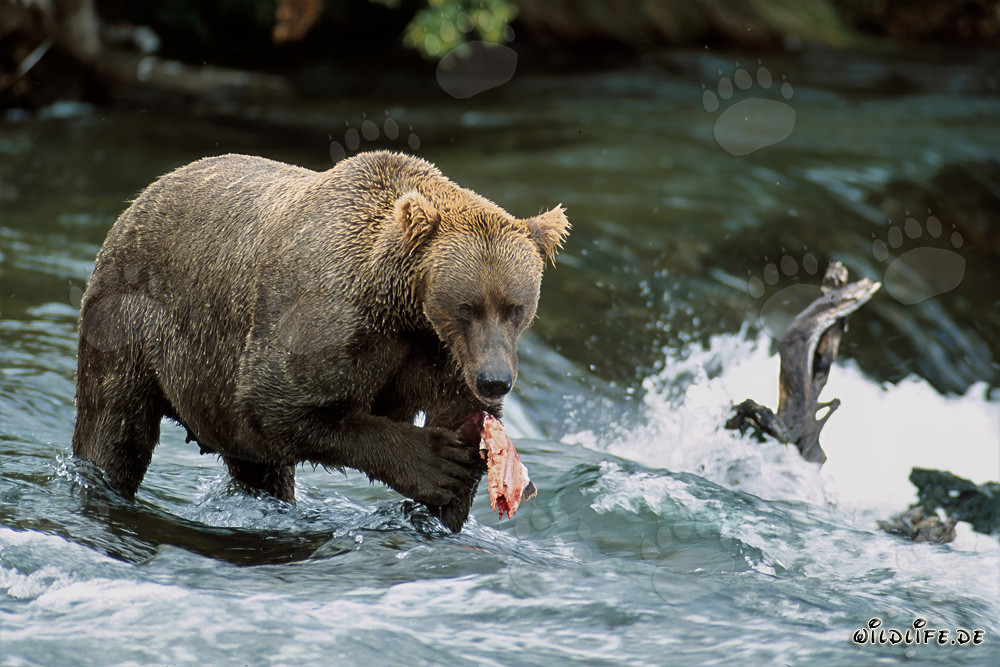 Braunbär beim Lachsfang am Wasserfall