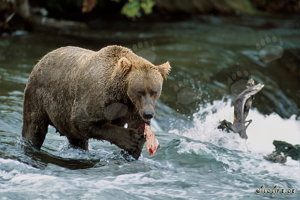 Orso bruno che pesca salmoni alla cascata