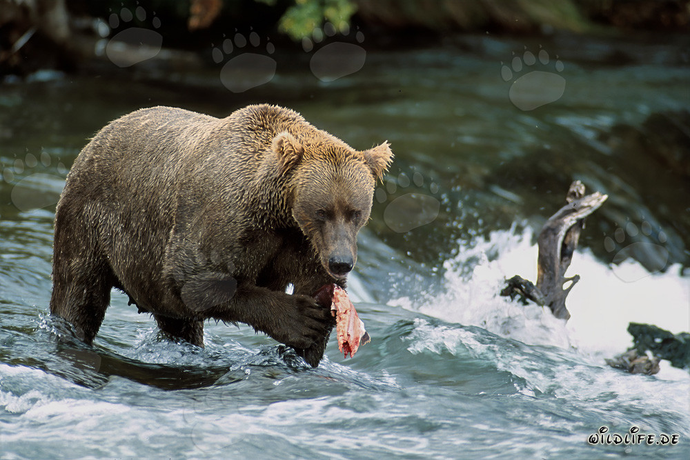 Ours brun pêchant le saumon près de la cascade
