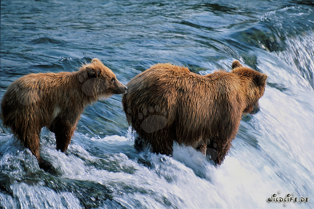 Braunbärin mit Jungbär am Brooks River Falls