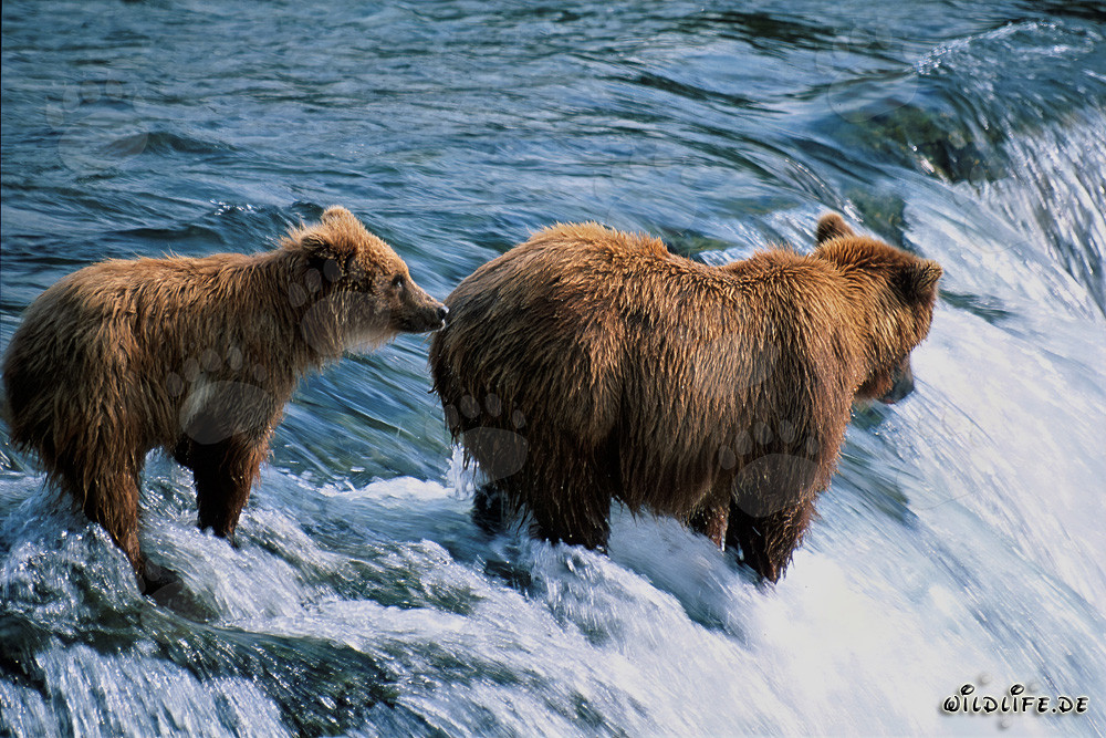 Mother Brown Bear with cub at Brooks River Falls